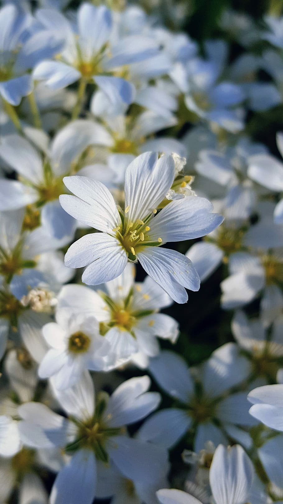 white flower, garden, flowering plant, fragility, vulnerability HD wallpaper
