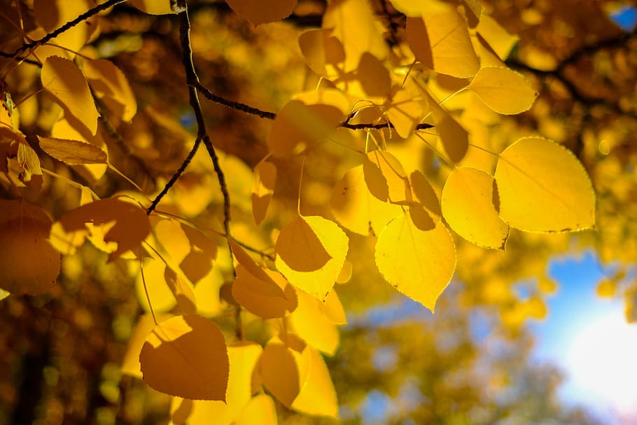 depth photography of yellow petaled flowers, yellow trees, leaf HD wallpaper