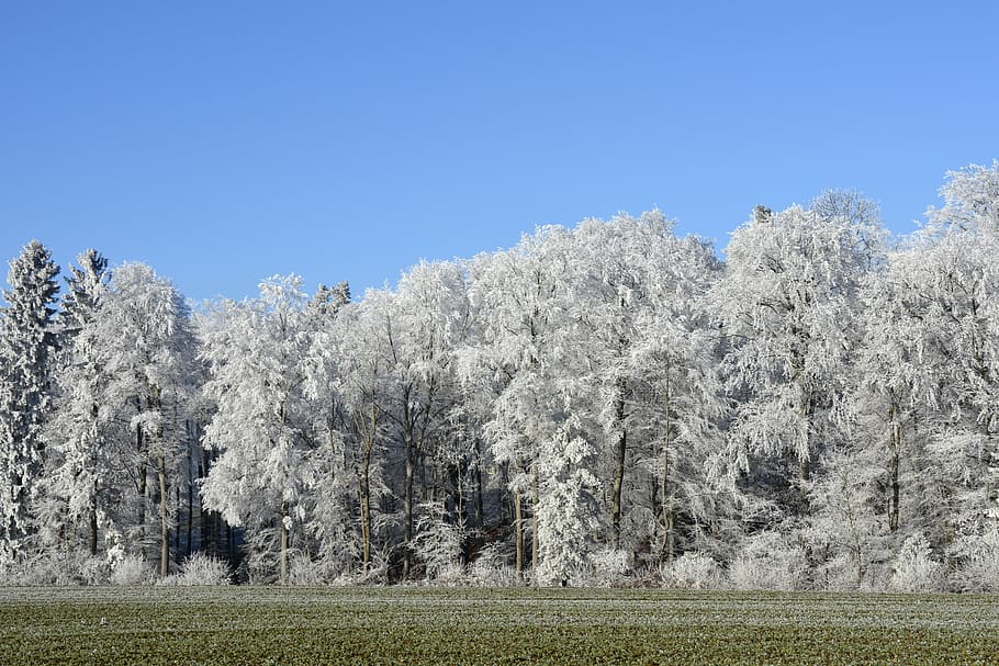 white tree photography, wintry, winter, trees, forest, morgentau HD wallpaper