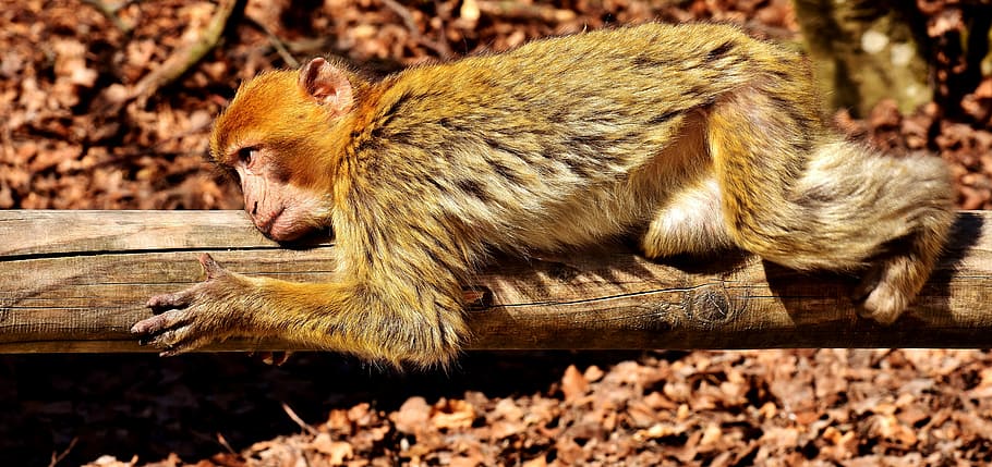 barbary ape, lying, rest, cute, endangered species, monkey mountain salem HD wallpaper