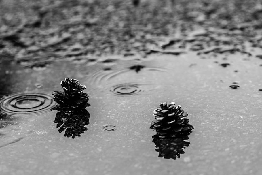Pinecone, Puddle, Nature, Water, rain, no people, reflection HD wallpaper