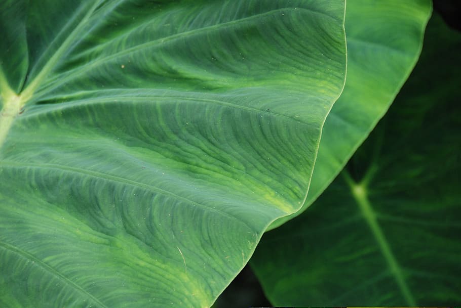 leaf, leaves, plant, plant part, green color, growth, close-up HD wallpaper