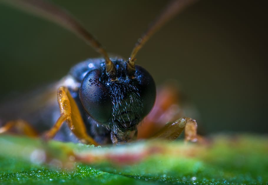 insect, portrait, macro, animal themes, invertebrate, one animal HD wallpaper