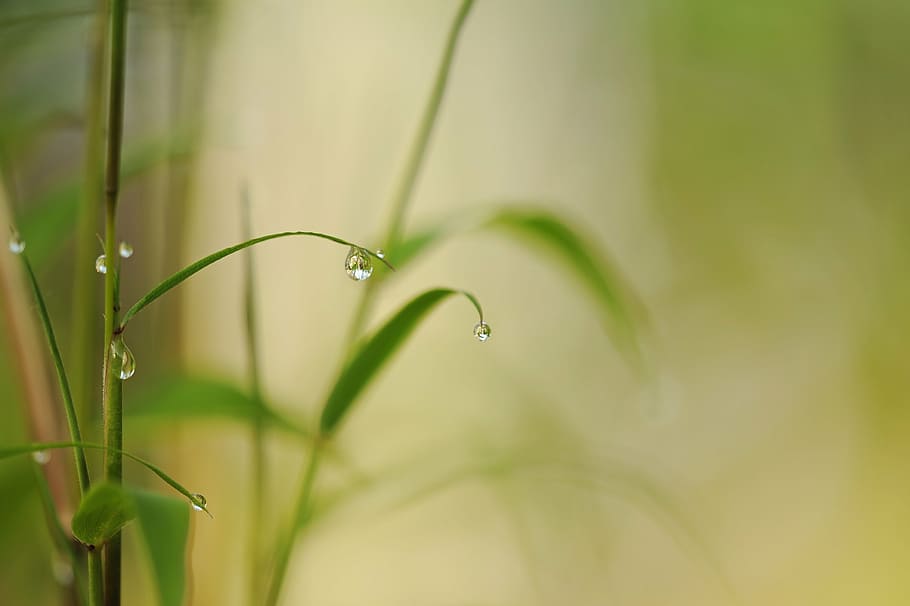 water dew on plant, bamboo, drip, raindrop, close, nature, leaves HD wallpaper