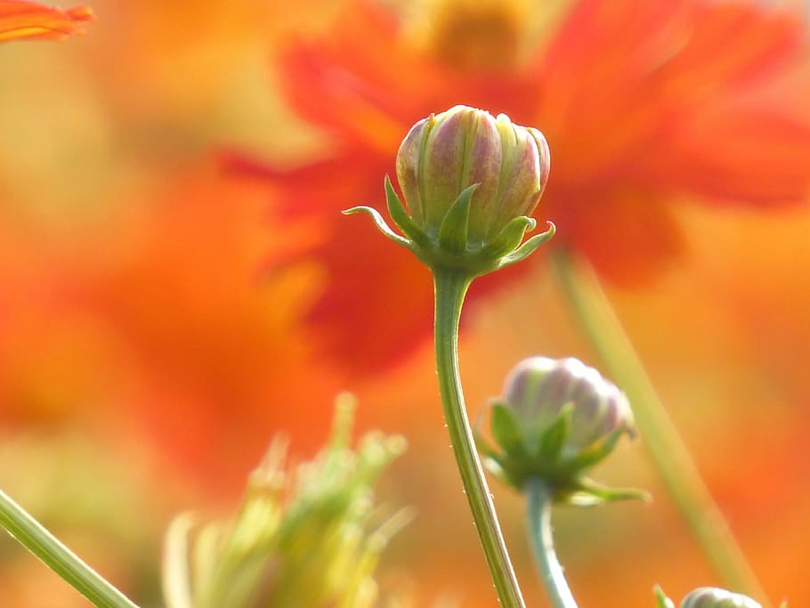 selective focus photo of pink petaled flower, bud, hope, plant HD wallpaper