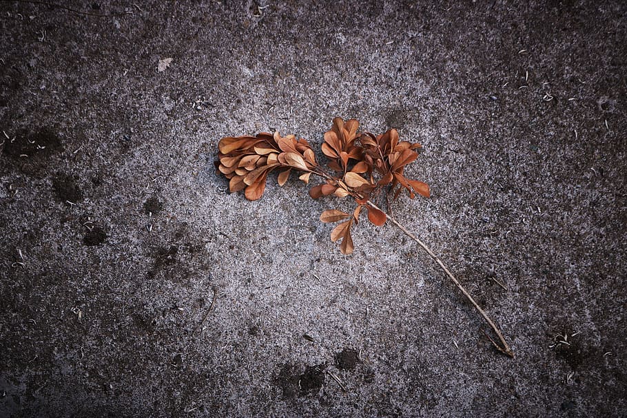 Leave ground. Мертвые листья. Земля осень песок ветки. Dead leaves autumn. Мертвые листья картинка.