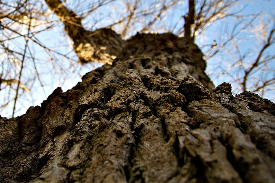 oak tree, tree trunk, wood, organic, agriculture, outdoors HD wallpaper