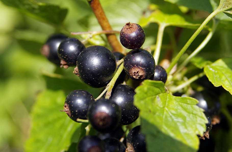 black currant, fruit, vitamins, jam, compote, natural, bush HD wallpaper