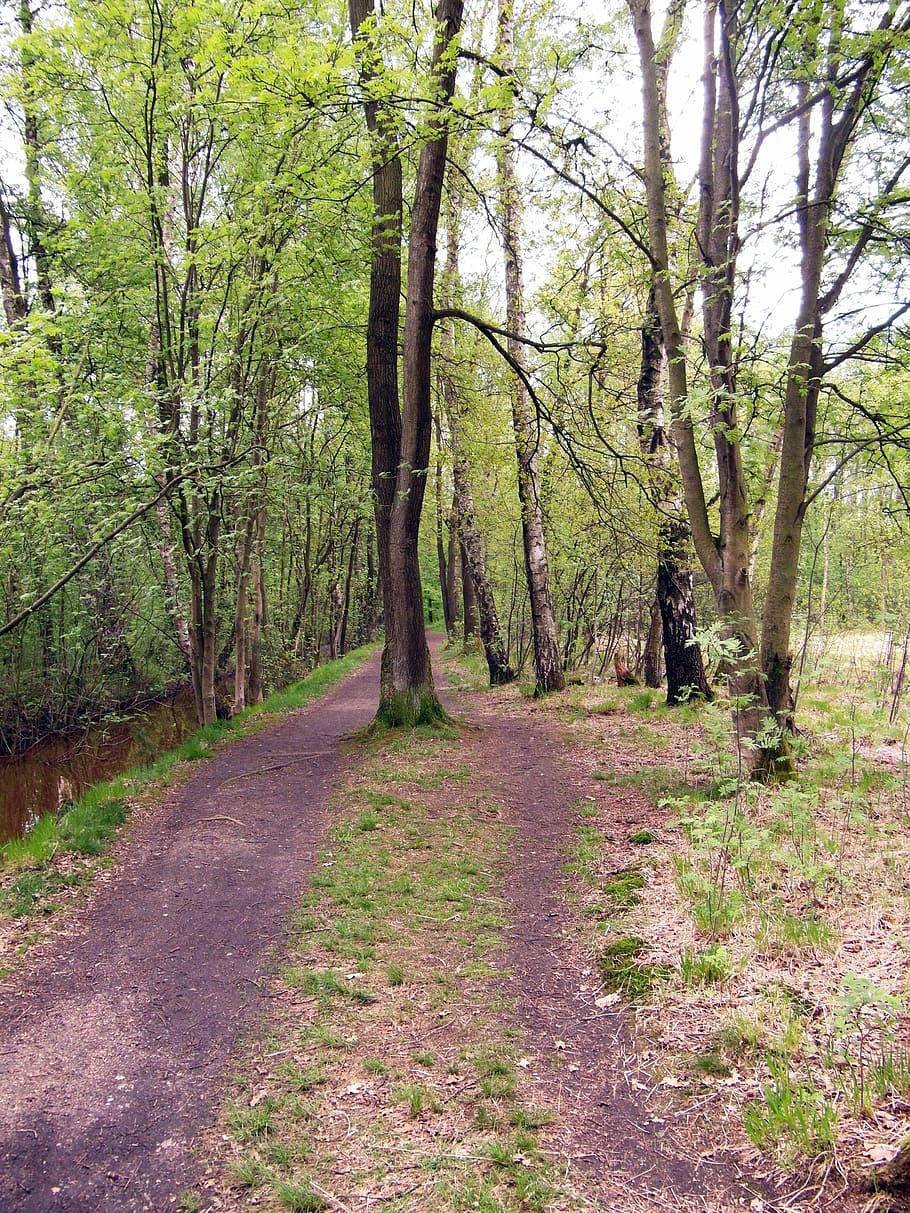 trail, forest path, walk, spring, moor, raakmoor, hamburg, tree HD wallpaper