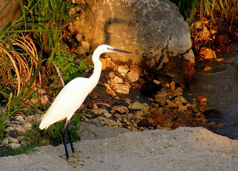 birds, egret, lake, shadow, nature, wildlife, animal, heron HD wallpaper