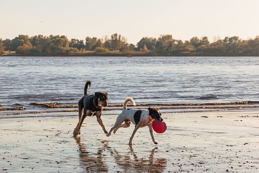 dog, beach, elbe, water, animal, sand, sea, most beach, running dog HD wallpaper