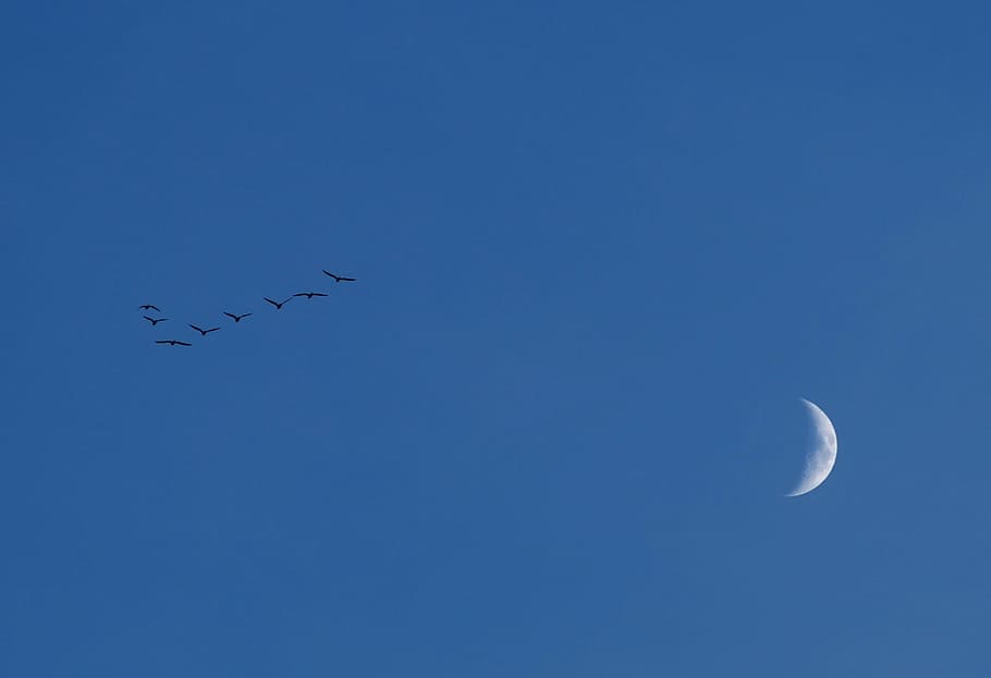 moon, sky, birds, evening, key birds, fly out, blue, flying HD wallpaper