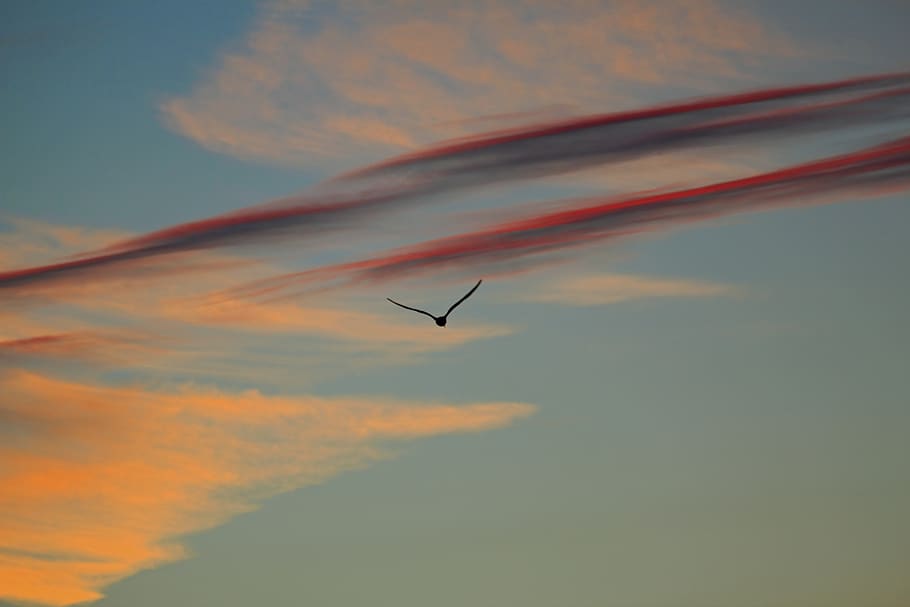 sunset, evening sky, abendstimmung, clouds, romance, bird in the sky HD wallpaper