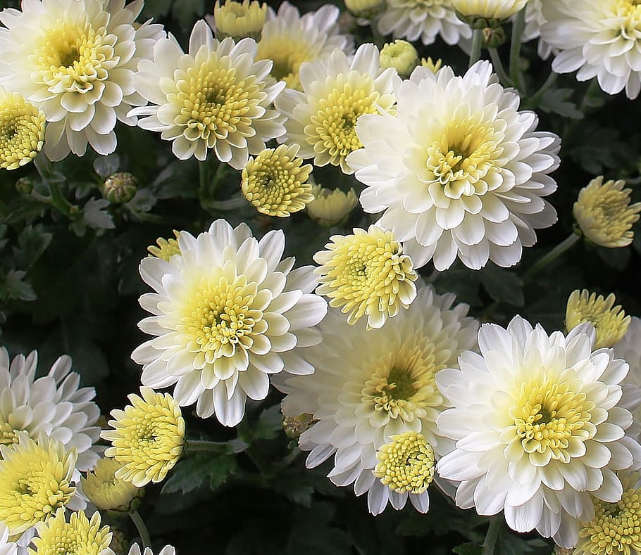 close-up photo of white and yellow dahlia flowers, asters, bloom HD wallpaper