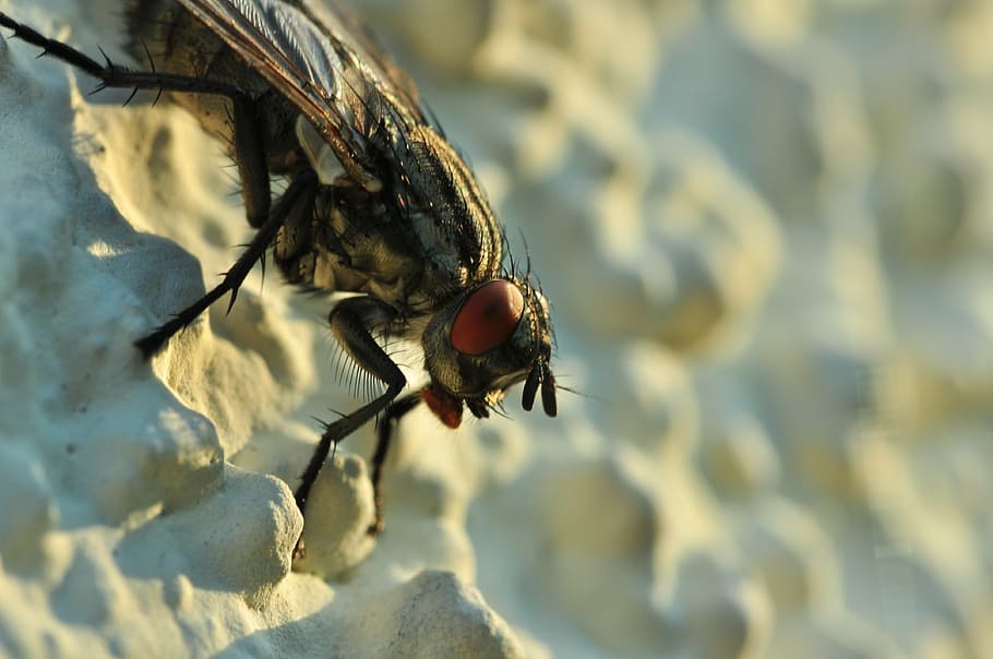 fly, close, insect, compound eyes, animal themes, animal wildlife HD wallpaper