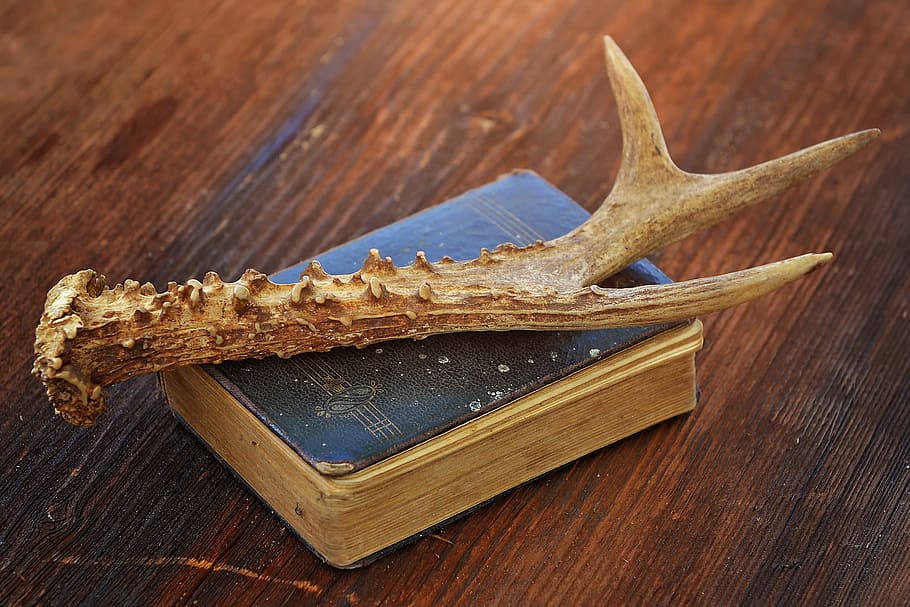 Antler, Horn, Old, Book, Old Book, antique, wood, close, wood - material HD wallpaper
