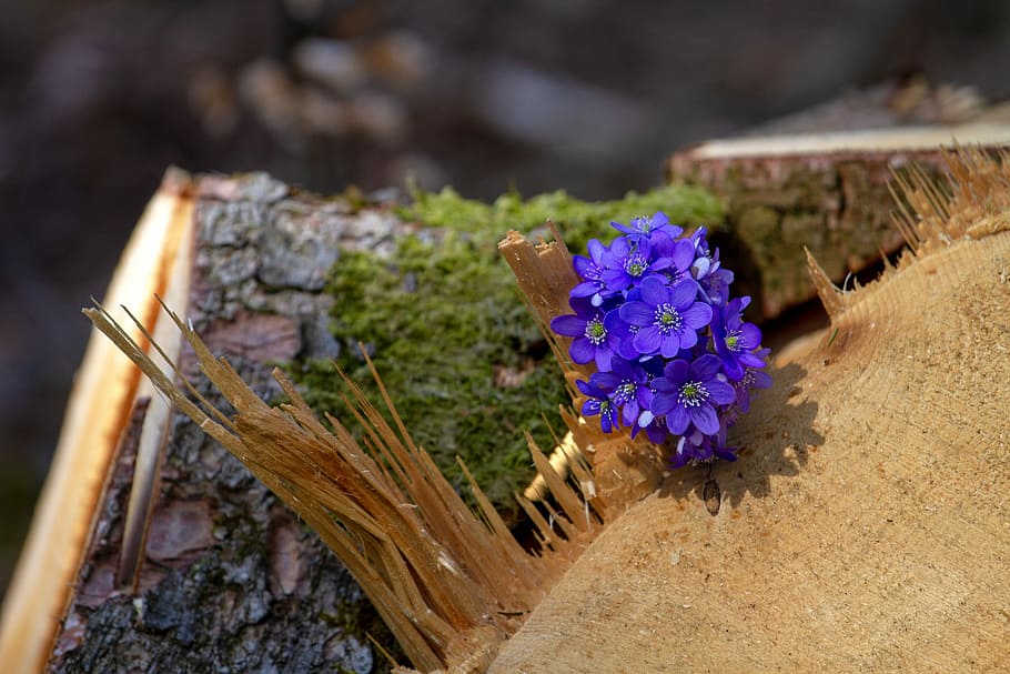 purple flowers, hepatica, forest, wood, log, nature, plant HD wallpaper