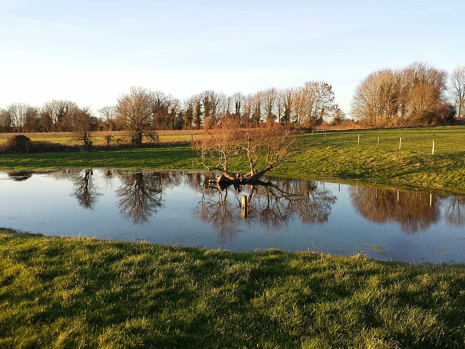flood, pond, lake, river, tree, landscape, natural, sky, environment HD wallpaper