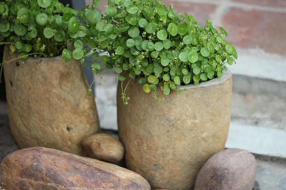 green, spring, artistic conception, wok, plant, decoration HD wallpaper
