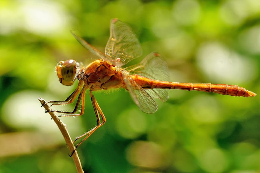 dragonfly, insect, flight insect, wand dragonfly, yellow dragonfly HD wallpaper