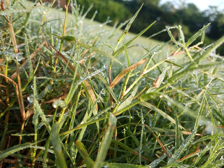 grass, dewdrops, nature, landscape, green, naturally, beautiful HD wallpaper