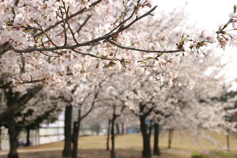 Cherry Blossom, Wood, Spring, tree, nature, springtime, branch HD wallpaper