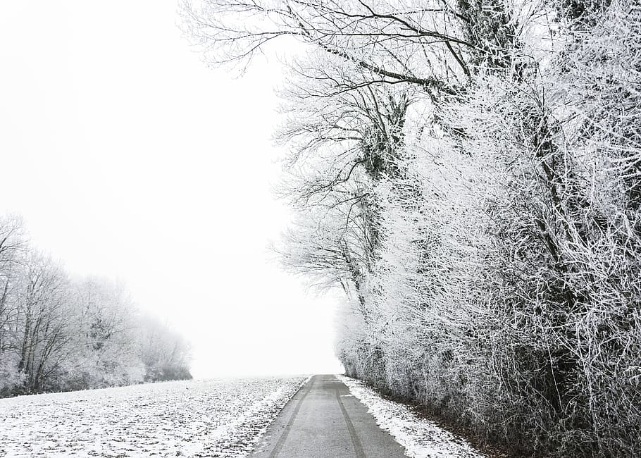 grayscale photo of bare trees during winter, road surrounded by trees during winter HD wallpaper