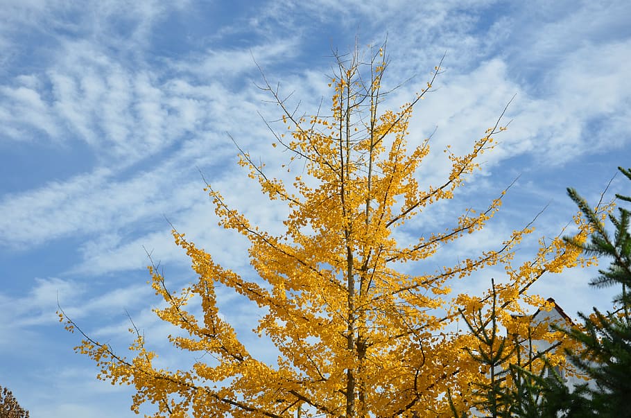 autumn, tree, nature, sky, branch, clouds, rest, golden, yellow HD wallpaper