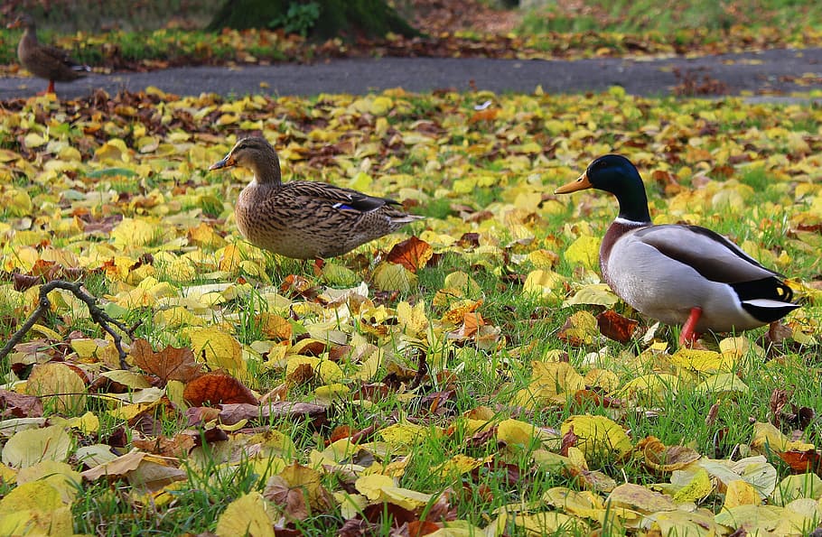wild ducks, para, wild birds, she and he, mallard duck, park