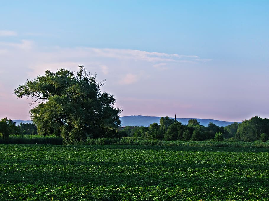 field, meadow, tree, spring, evening, nature, landscape, sky HD wallpaper