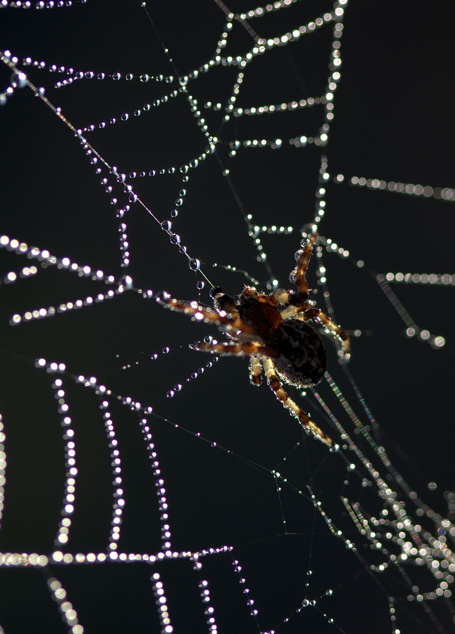 spider, spider web, drops, dew, place, hooked, invertebrate HD wallpaper