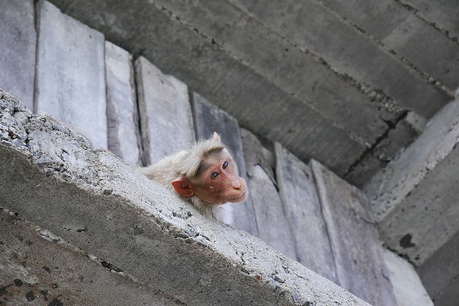 gray primate on wall, monkey peeping head, zoo, concrete, building HD wallpaper