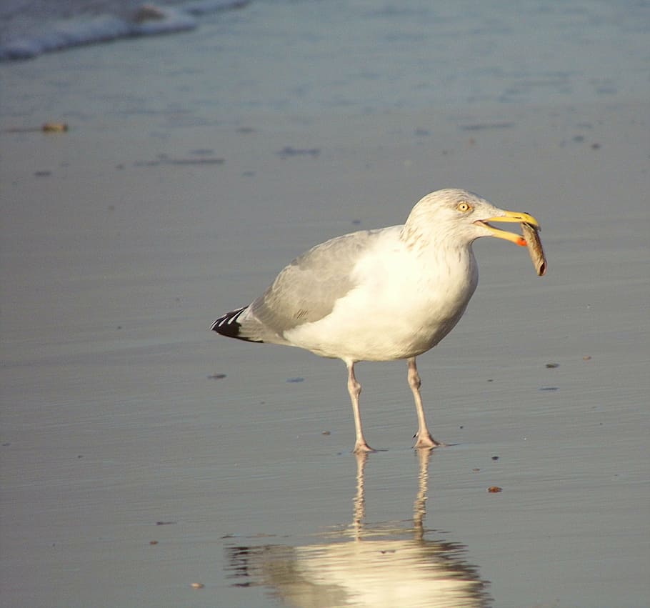 seagull, beach, bird, nature, wildlife, animal, water, one animal HD wallpaper