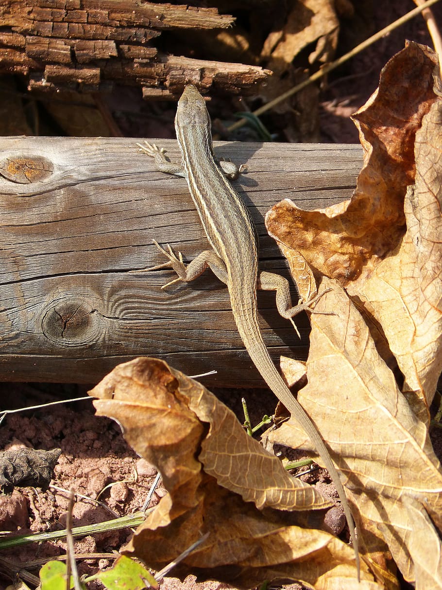 lizard, sargantana, trunk, nature, animal, brown, reptile, dry HD wallpaper
