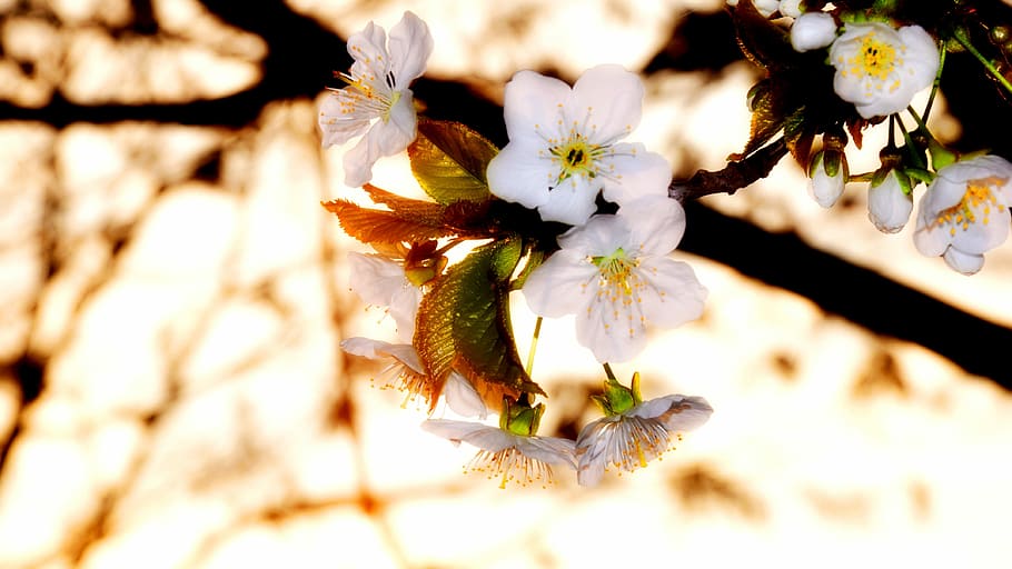 Spring, Flowering Tree, Cherry Blossom, fragility, nature, springtime HD wallpaper
