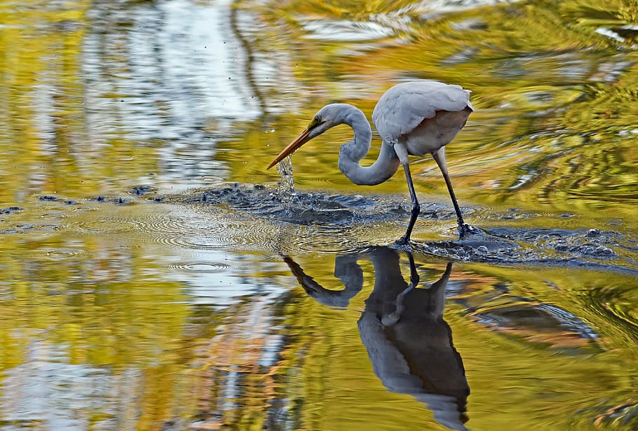 white flamingo on body of water, selective focus photo of great egret standing on clear body of water HD wallpaper
