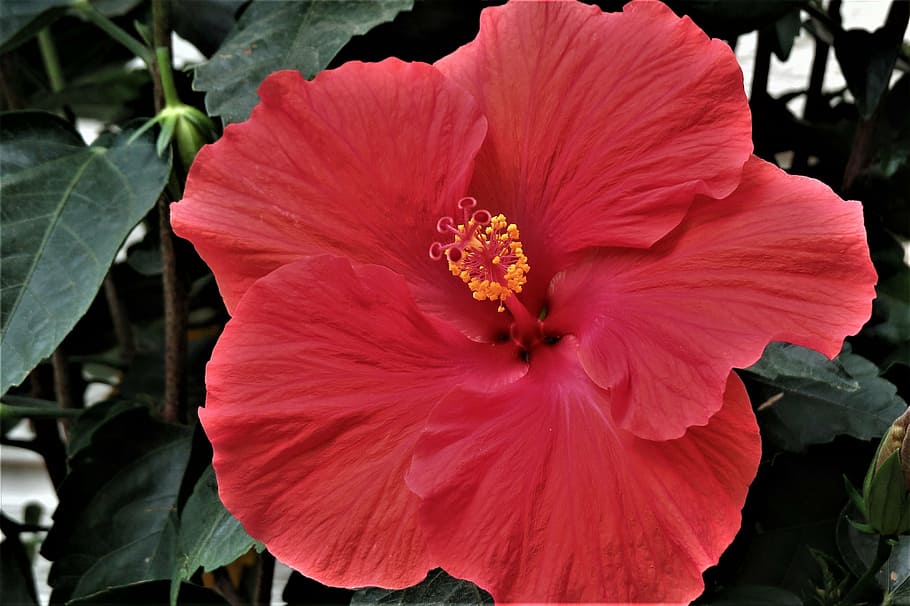 bloom, red, yellow, garden, petal, fragility, flowering plant HD wallpaper