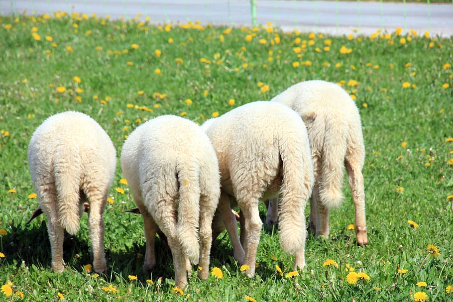 Rush, Green, Green, Meadow, Pasture, Animal, sheep, friends HD wallpaper
