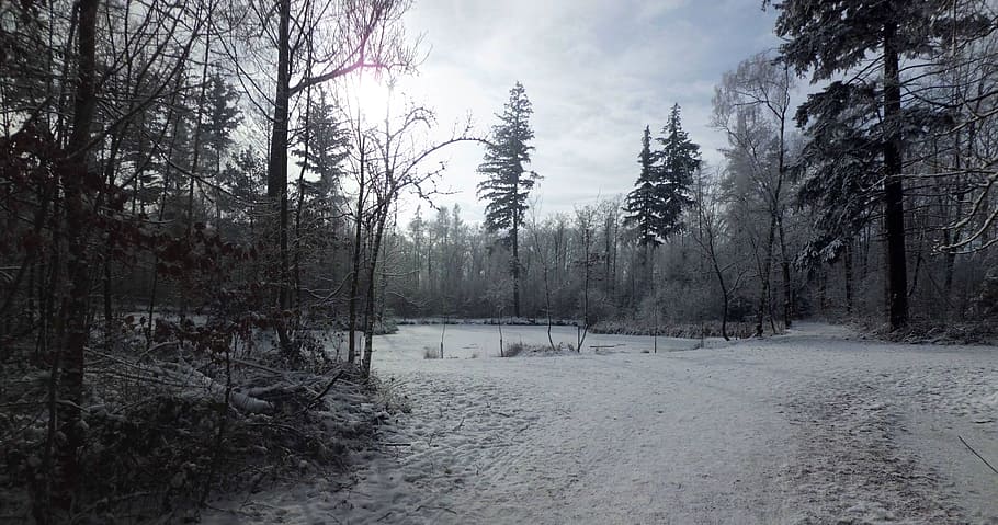 winter, landscape, wintry, nature, trees, lake, snowy, winter dream HD wallpaper