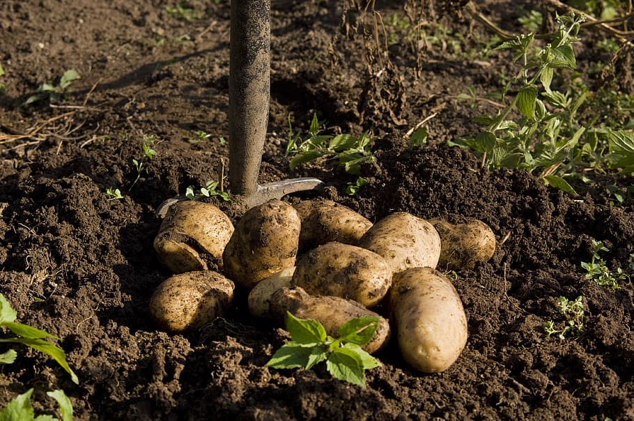 Potato, Garden, Harvest, Hay Fork, Food, eat, vegetables, potato field
