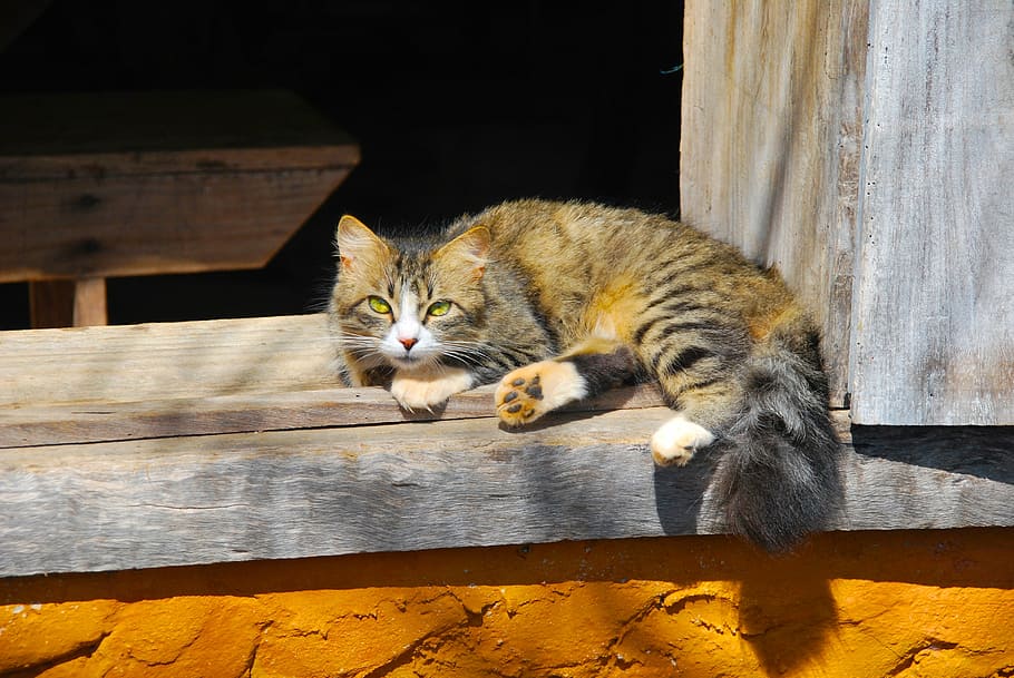 animals, cat, observation, mammal, feline, domestic cat, domestic animals HD wallpaper