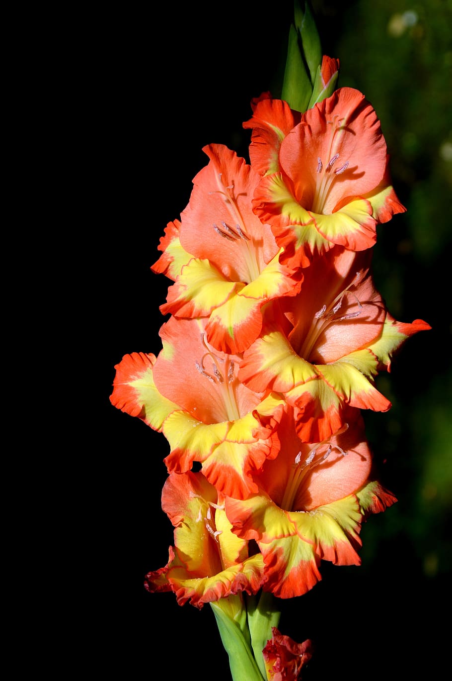 yellow-and-pink gladiolus flower in close-up photography, gladidus, HD wallpaper