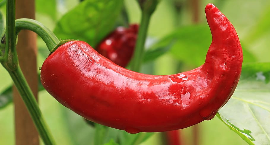 close-up photo of red chili, pepperoni, paprika, nachtschattengewächs, HD wallpaper