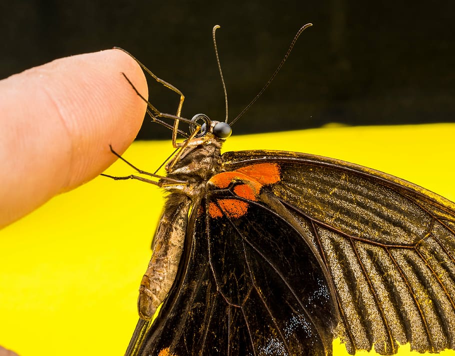 butterfly, insect, animal wildlife, invertebrate, animal themes HD wallpaper