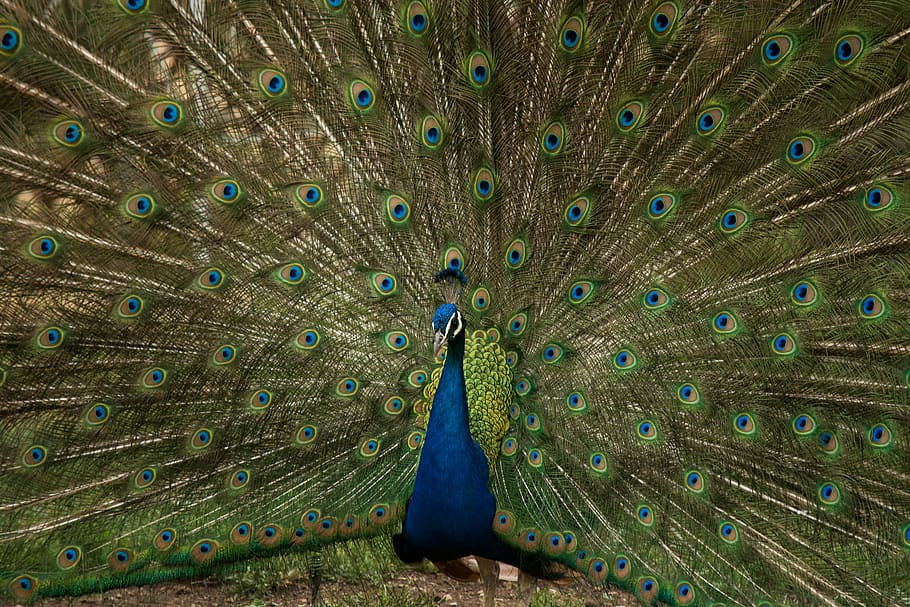 blue and green peacock, brown, animals, birds, feathers, plumage HD wallpaper