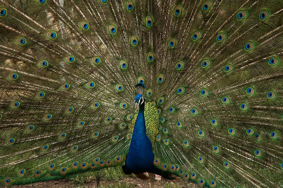 male peacock spread its tail, blue and green peacock painting HD wallpaper