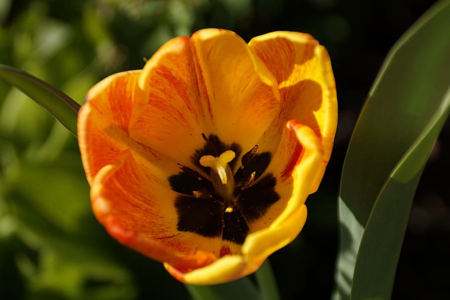 flower, tulip, flowers, spring, yellow, nature, cut flowers HD wallpaper