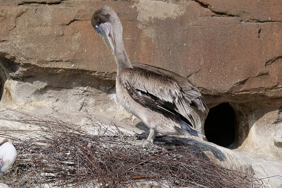 sea pelican, pelikan, waterfowl, bill, clean, bird, animal wildlife