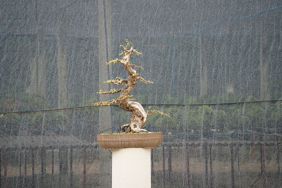 bonsai, flying, tree, plant, miniature, dream, trunk, small HD wallpaper