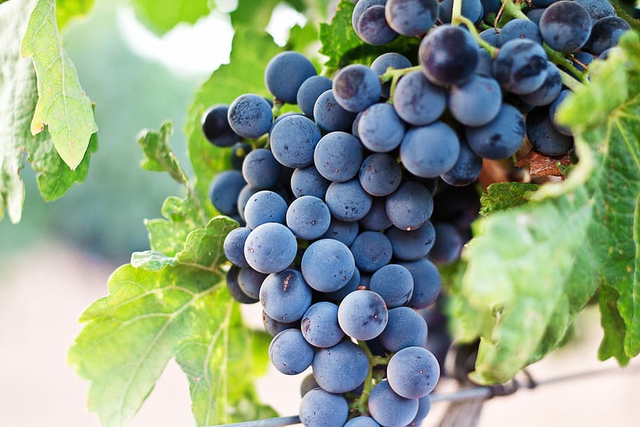 grapes, selective focus photo of grapes, vine, vinyard, purple, HD wallpaper